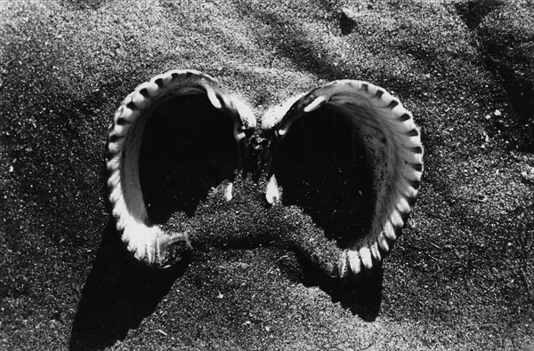 Coquillage abandonné