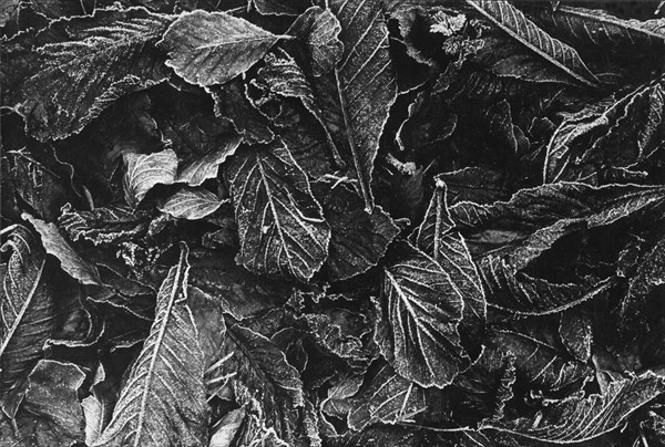 Feuilles mortes