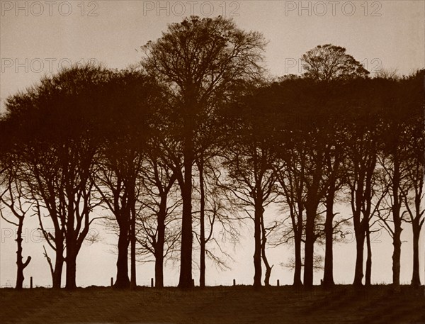 Arbres, impression sur cuivre