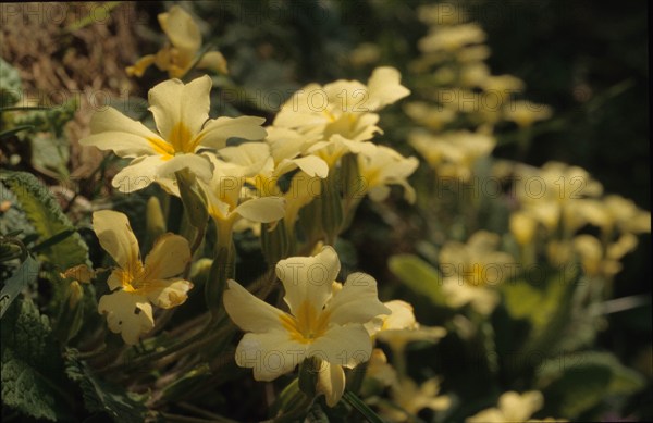 Primevère officinale