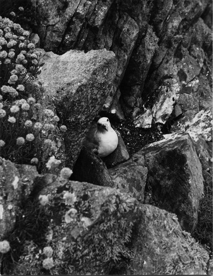 Fulmar nichant dans un rocher