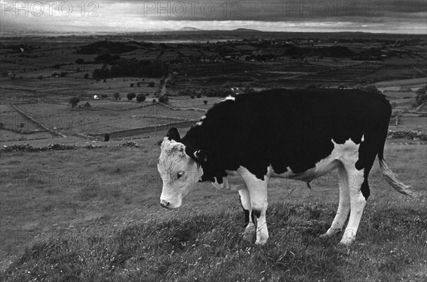 Plaine de Cloonlara en Irlande