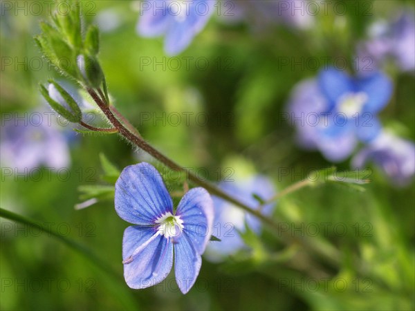 Speedwell, Veronica chamaedrys
