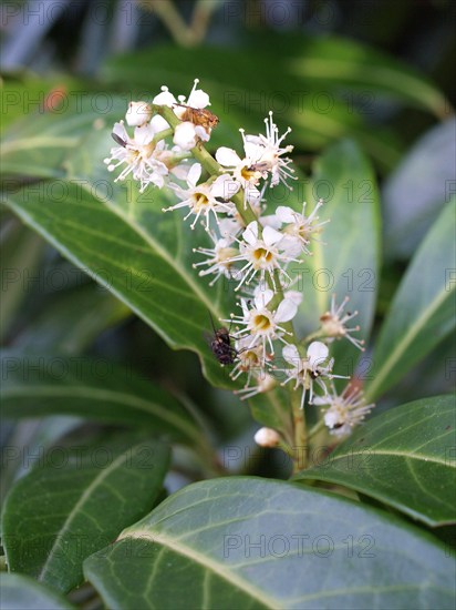 Cherry laurel, Prunus laurocerasus