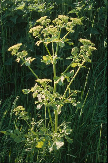 Maceron, Smyrnium olusatrum
