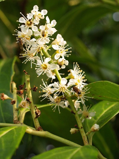 Cherry Laurel, Prunus laurocerasus