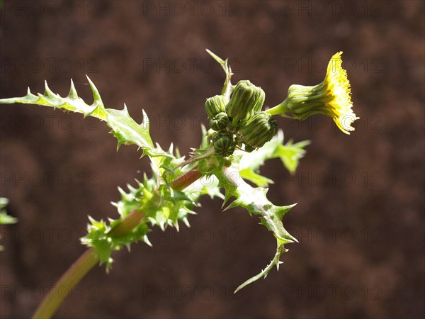 Chardon des champs, Sonchus asper