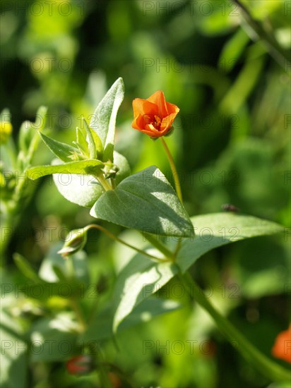 Scarlet pimpernell, Anagallis arvensis