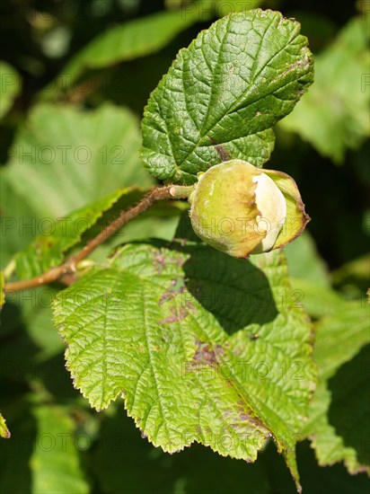 Noisetier commun, Corylus avellana