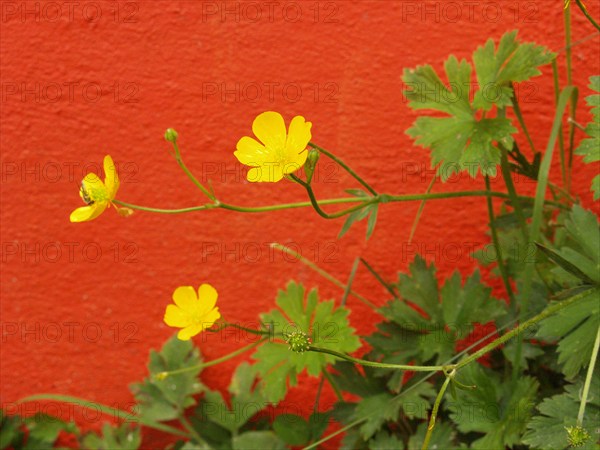 Creeping buttercup, Ranunculus repens