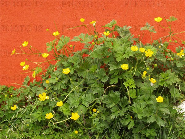 Creeping buttercup, Ranunculus repens