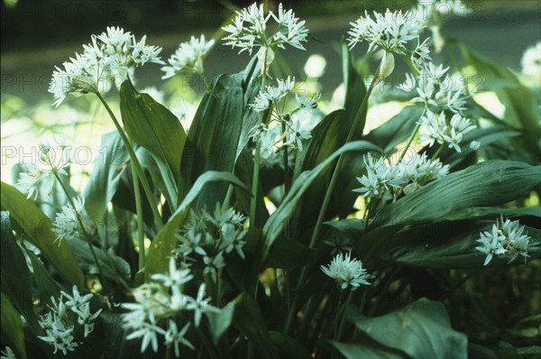 Ail des ours, Allium ursinum