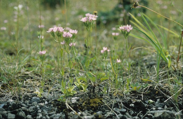 Oeillet prolifère, Petrorhagia prolifera