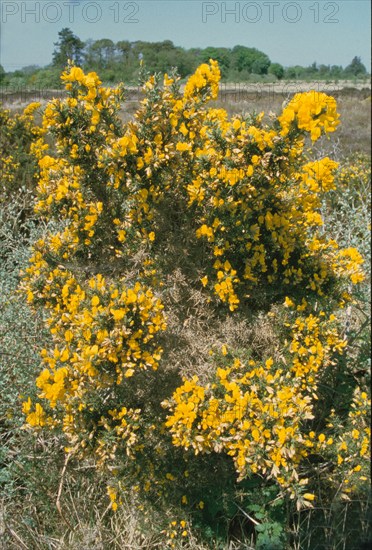 Gorse, Ulex europaeus