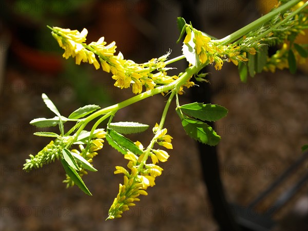 Melilott, Melilotus officinalis