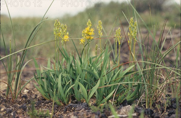 Bog Asposodel, Narthecium ossifragum