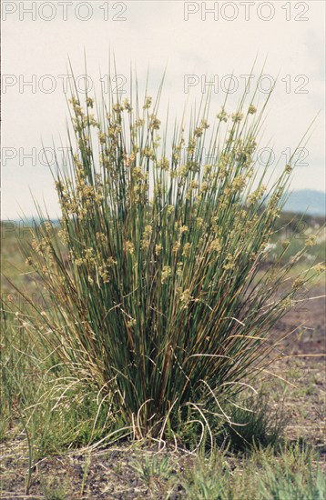 Joncs, Juncus