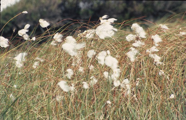 Linaigrette, Eriophorum angustifolium