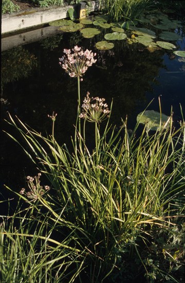 Flowerung Rush, Butomus umbellatus