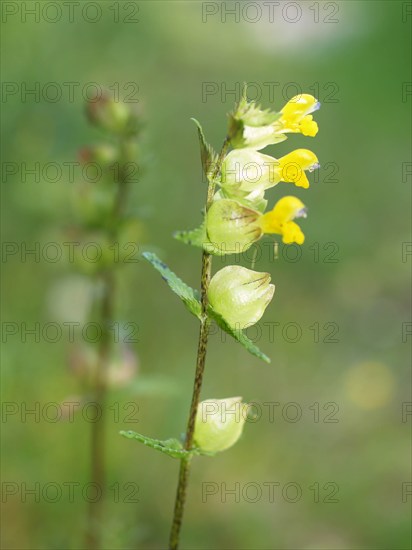 Yellow Rattle, Rhinanthus minor