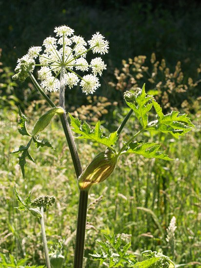 Hogweed, Heracleum sphondylium