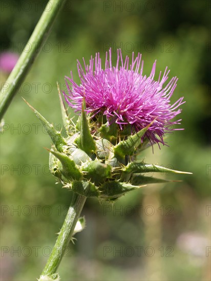 Chardon marie, Silybum marianum, at Vauclair