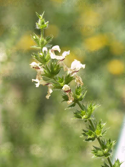 Stachys recta