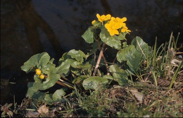 Marsh Marigold, Caltha palustris