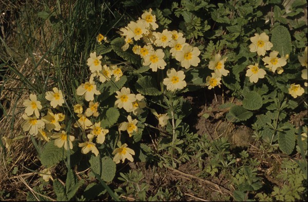 Primrose, Primula vulgaris