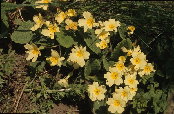 Cowslip, Primula officinale