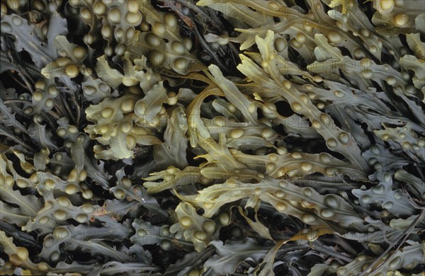 Goémon noir, Ascophyllum nodosum