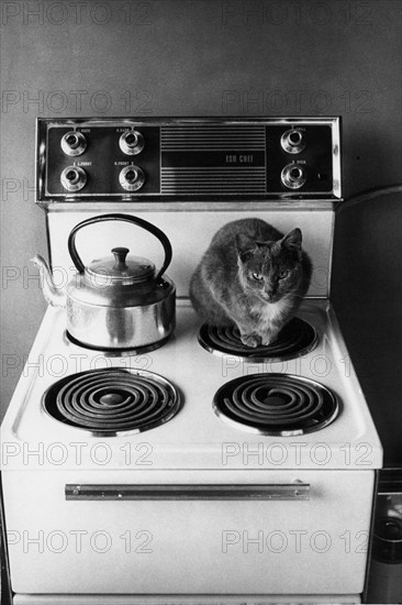 Chat sur une cuisinière.
Irlande, 1975