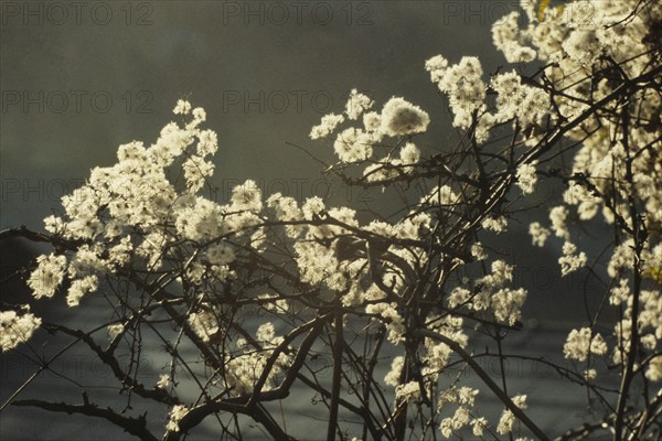 Clematis vitalba, Old Man’s Beard