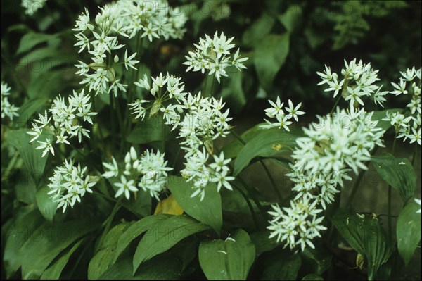 Wild Garlic, Allium ursinum