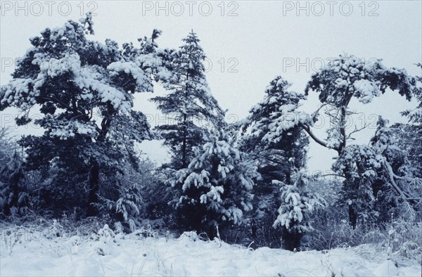 Neige sur les arbres à Cloonlara, Irlande