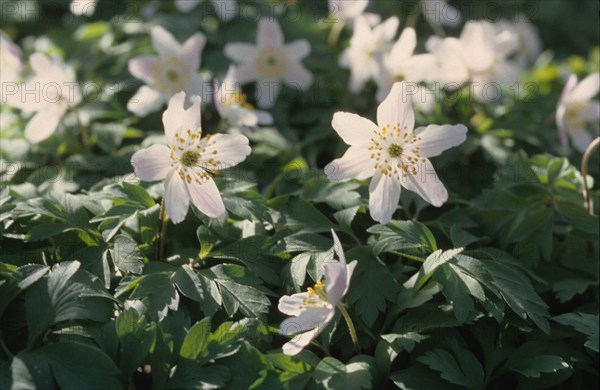 Anemone, Anemone nemorosa