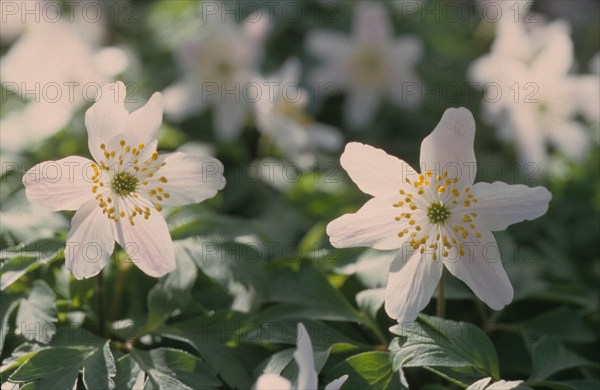 Anemone, Anemone nemorosa, Bloemendaal
