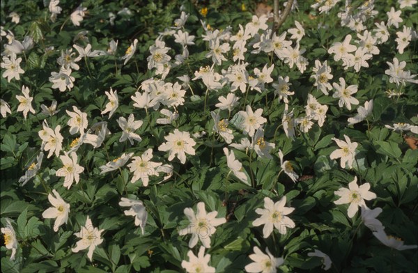 Anemone, Anemone nemorosa, Bloemendaal
