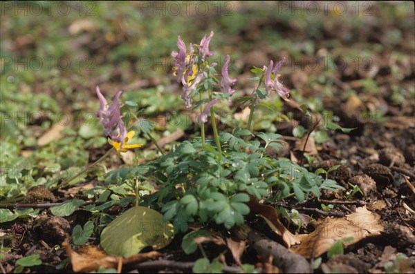 Fumatory, Fumaria officinalis