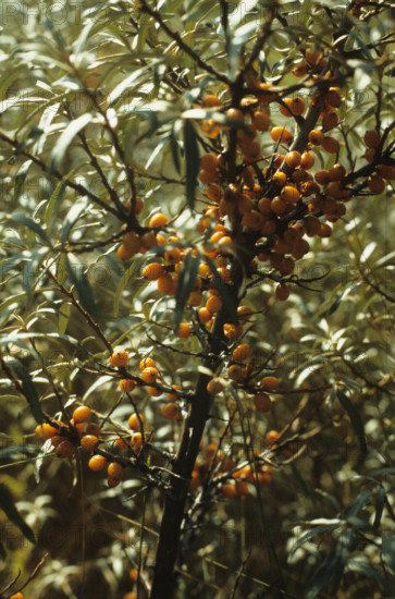 Sea Buckthorn, Hippophae rhamnoides
