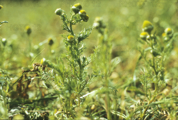 Pineapple Mayweed, Matricaria matricarioides