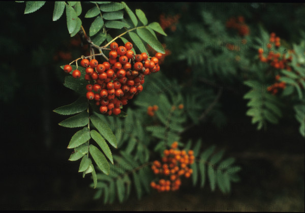 Rowan, Sorbus aucuparia
