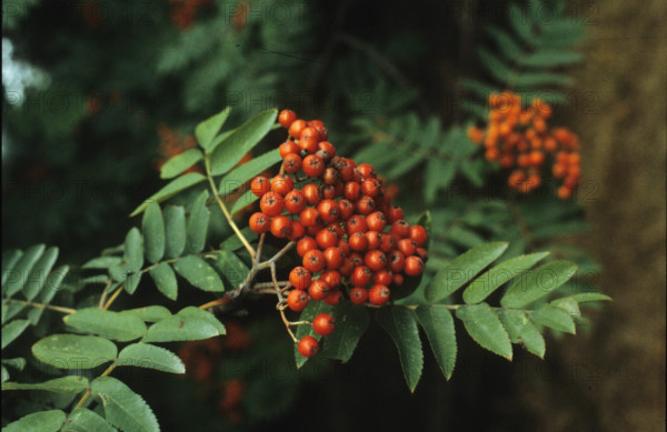 Rowan, Sorbus aucuparia