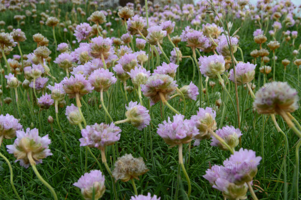 Sea Pinks, Armeria maritima