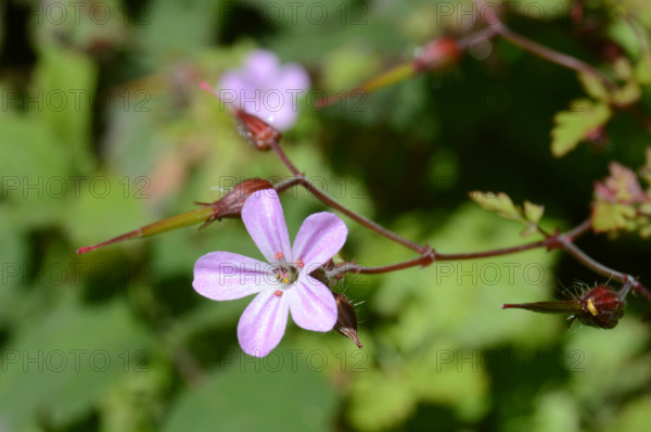 Herb Robert, Geranium robertum
