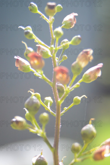 Figwort, Scrophularia nodosa