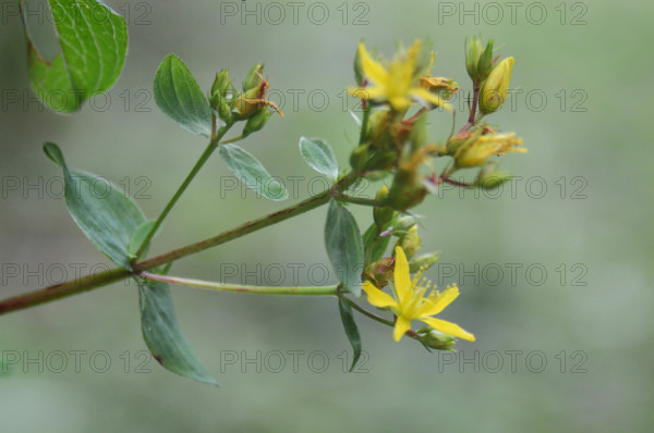St John’s Wort, Hypericum sp