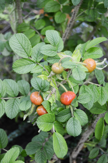 Rosa rugosa