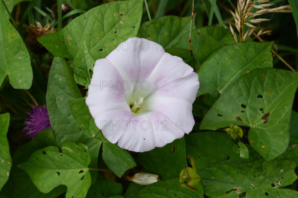 Convolvulus arvensis, Bindweed County Mayo