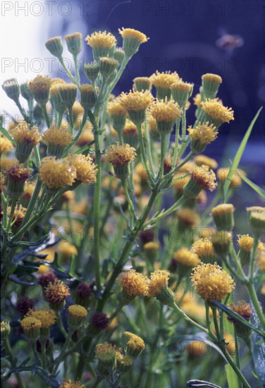 Ragwort, Senecio